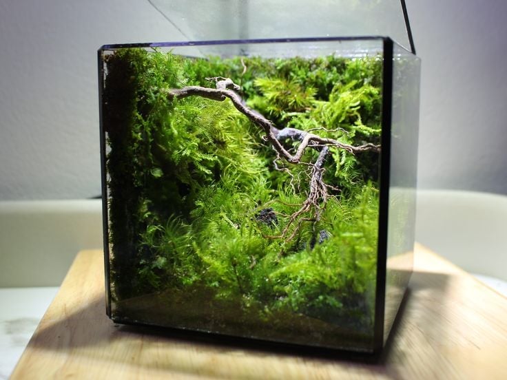 Terrarium Phong Thủy: Tạo Sinh Khí, Cân Bằng Năng Lượng Trong Không Gian Nhỏ