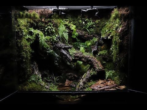 Terrarium Cho Người Sống Tối Giản: Chọn Cây Nào Để Vừa Đẹp Vừa Ít Rối?