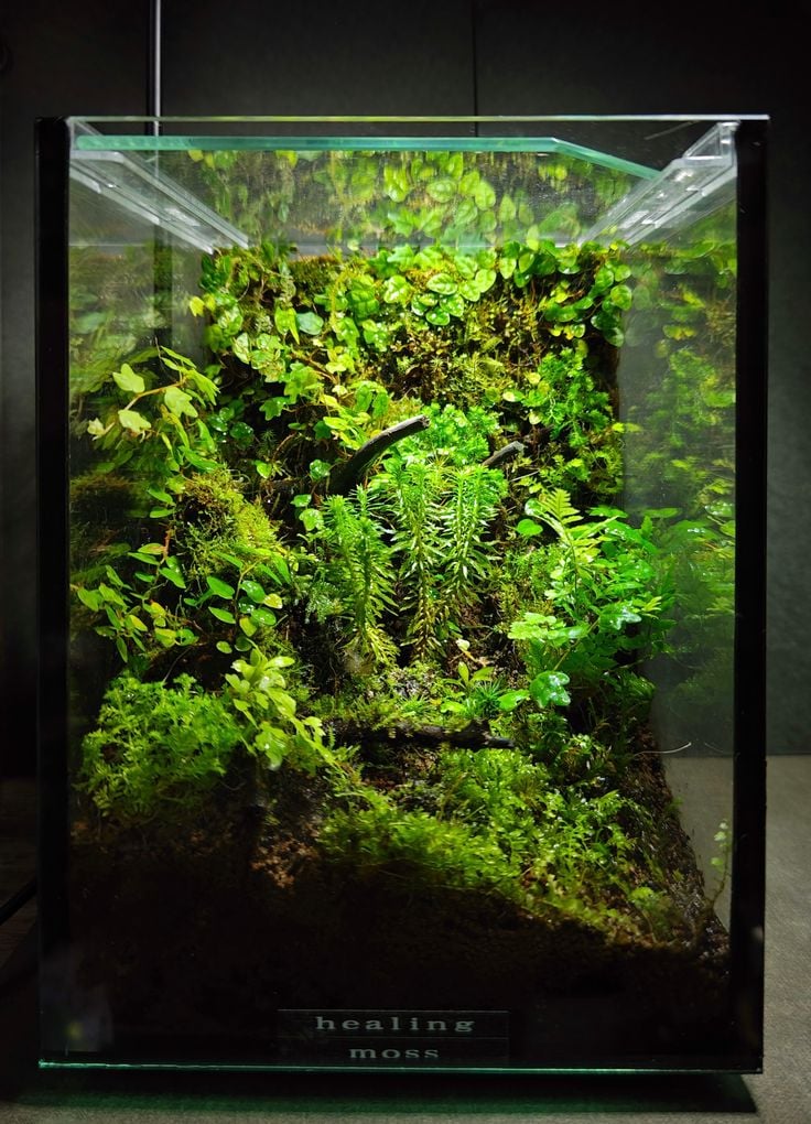 Không Có Thời Gian Chăm Cây? Terrarium Là Giải Pháp Hoàn Hảo!