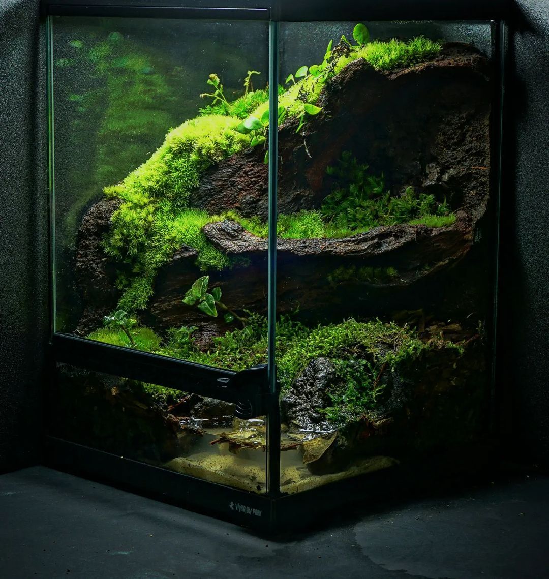 Hóa Xanh Góc Bếp Bằng Hệ Sinh Thái Kín Dễ Chăm Sóc Terrarium – Cách Mang Thiên Nhiên Đến Gần Hơn Với Cuộc Sống