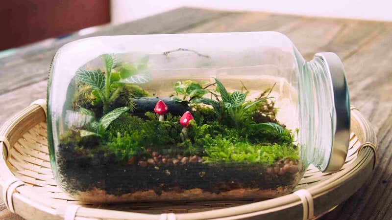 Terrarium Làm Quà Tặng - “Gửi Trọn Yêu Thương” Trong Khu Vườn Xanh Tí Hon