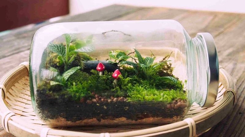 Terrarium Làm Quà Tặng - “Gửi Trọn Yêu Thương” Trong Khu Vườn Xanh Tí Hon
