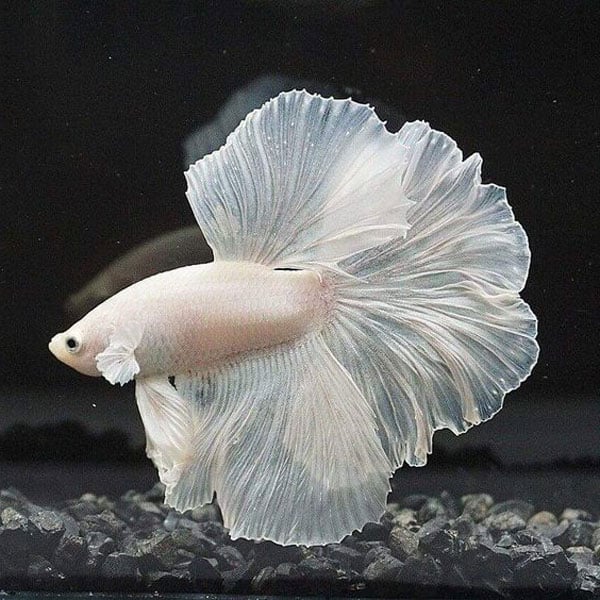 Nuôi Cá Betta Trong Paludarium: Nên Hay Không? Điều Kiện Sống Phù Hợp Để 