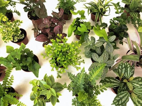 Các Loại Cây Mini Trong Terrarium Cao Cấp: Nghệ Thuật Chọn Lọc | Terrafulness