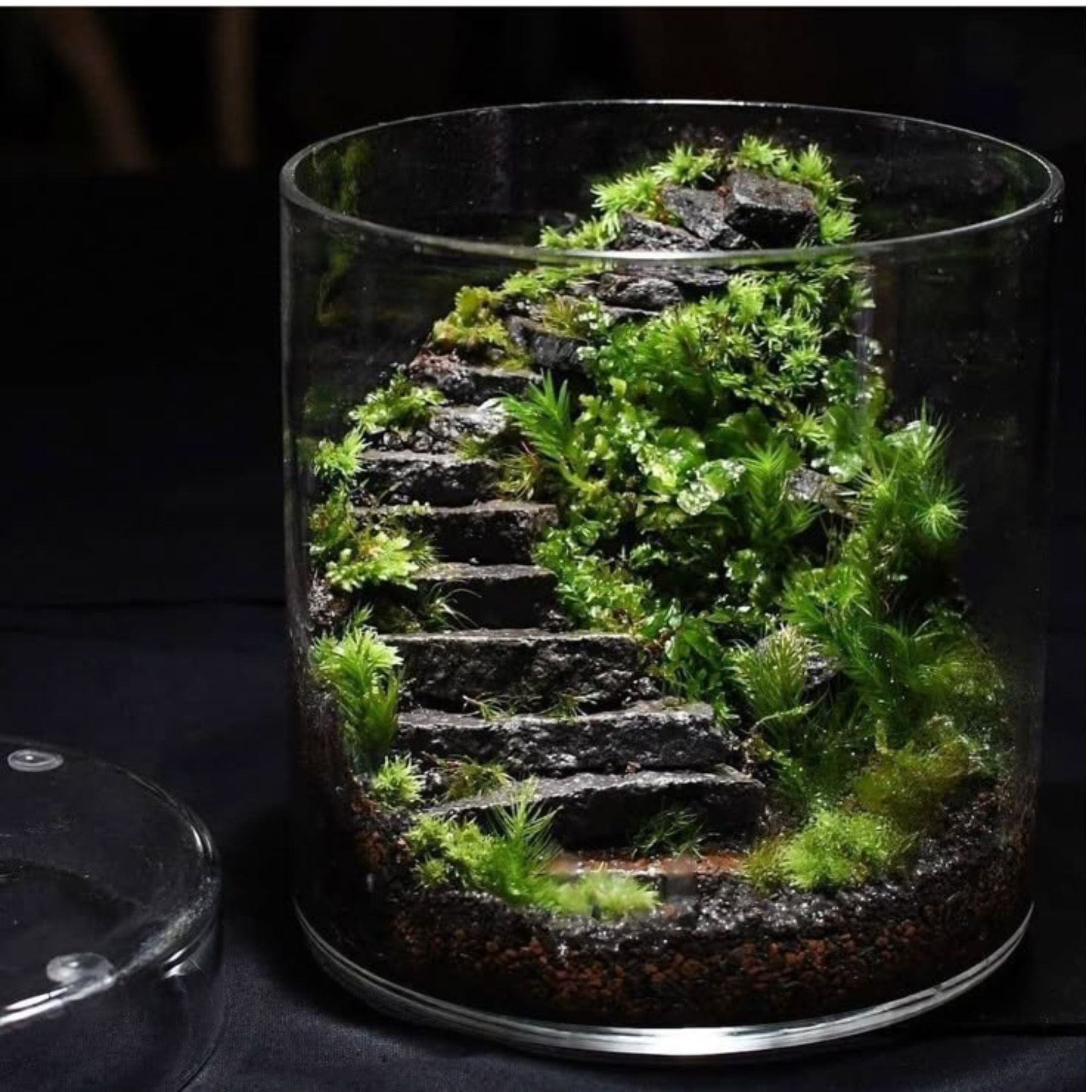Phân Biệt Các Loại Terrarium Phổ Biến: Kín, Hở, Mini Và Cách Để Chọn Terrarium Phù Hợp Cho Bản Thân.