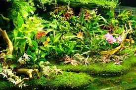 Bể Bán Cạn Có Lọc Nước Không? Hướng Dẫn Hệ Thống Lọc Tối Giản Cho Người Mới Bắt Đầu