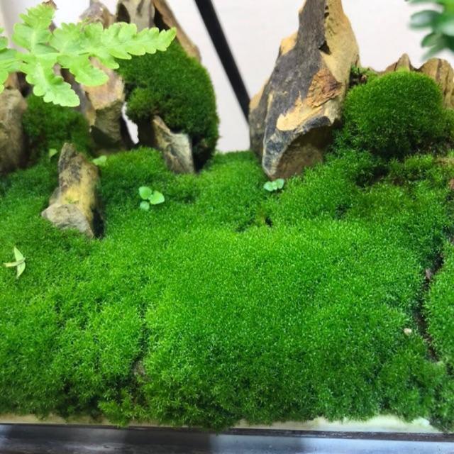 Mềm Mại Như Vải Nhung – Rêu Nhung Tạo Lớp Vải Từ Thiên Nhiên Cho Terrarium