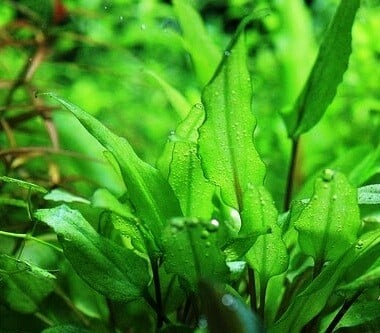 Cây Tiêu Thảo | Đặc Tính Sinh Học Và Kỹ Thuật Trồng Trong Terrarium Bán Cạn