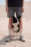 Quần Short Straight Jean Distress Casual Gray V1