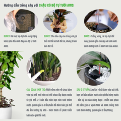 Chậu composite Anber AURA Smartline + Tự tưới AWS + Bánh xe ẩn