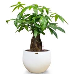 [ĐỂ BÀN] Cây Kim Ngân Củ + Chậu composite Anber NESOI (Sơn Màu) + Tự tưới AWS