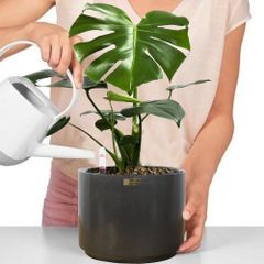 [ĐỂ BÀN] Cây Kim Ngân Củ + Chậu composite Anber NESOI (Sơn Màu) + Tự tưới AWS