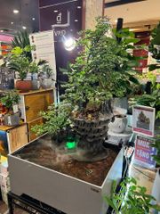 [LỌC SINH HỌC] Hồ cá non bộ composite Anber Fish - Tiểu cảnh non bộ cây Cần Thăng