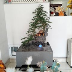 [LỌC SINH HỌC] Hồ cá non bộ composite Anber Fish - Tiểu cảnh non bộ cây Cần Thăng