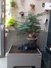 [LỌC SINH HỌC] Hồ cá non bộ composite Anber Fish - Tiểu cảnh non bộ cây Cần Thăng