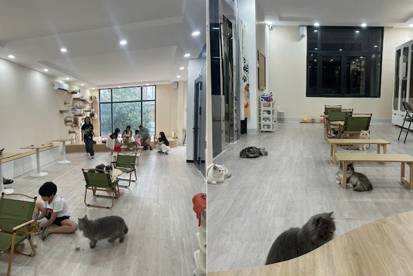 Loa treo tường phát nhạc nền cho Pawla Pet Coffee, TP.HCM, loa được thiết kế riêng cho quán, bật lớn không tạp âm, miễn phí công lắp đặt, bảo hành dài hạn 5 năm