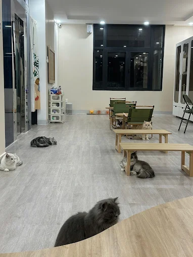 Loa treo tường phát nhạc nền cho Pawla Pet Coffee, TP.HCM, loa được thiết kế riêng cho quán, bật lớn không tạp âm, miễn phí công lắp đặt, bảo hành dài hạn 5 năm