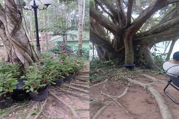 Loa sân vườn cho Khu di tích lịch sử Địa đạo Củ Chi, loa được thiết kế riêng cho quán, bật lớn không tạp âm, miễn phí công lắp đặt, bảo hành 12 tháng