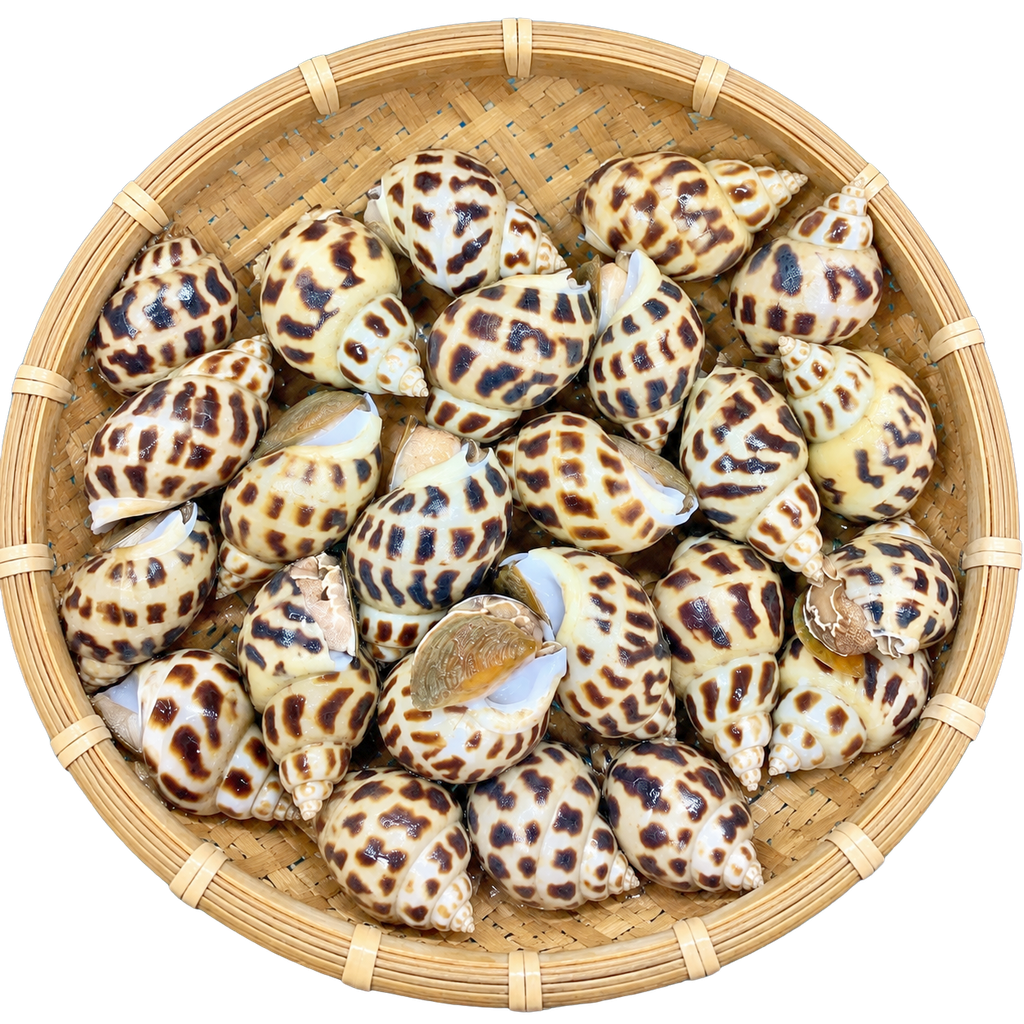 Ốc Hương Sống 50 - 60 con
