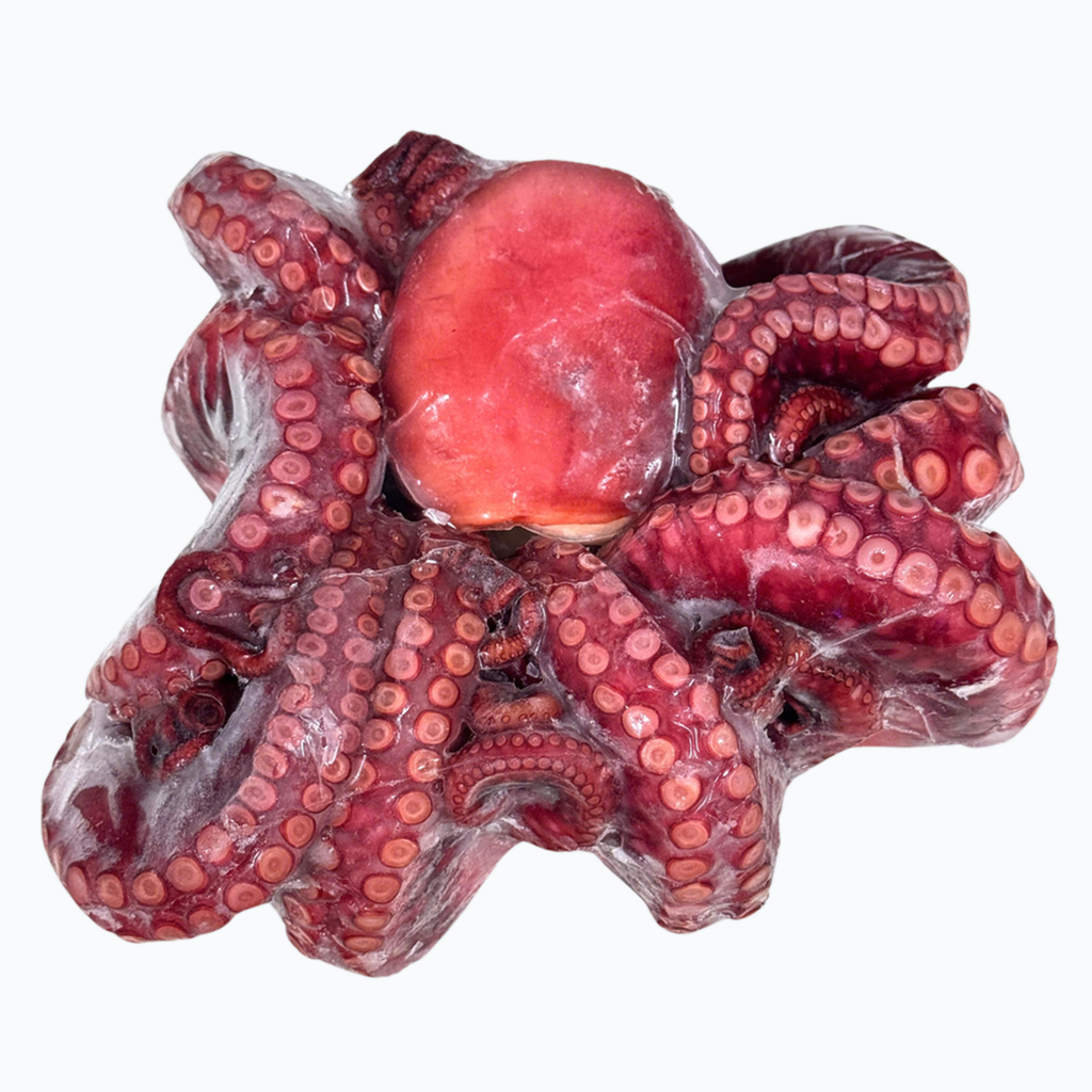 Bạch Tuộc Chín Nguyên Con