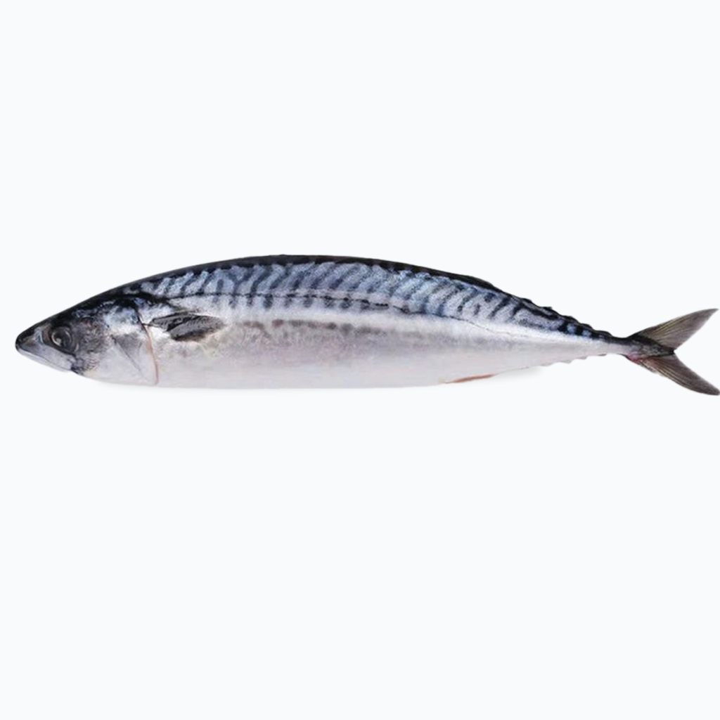 Cá Saba Nguyên Con