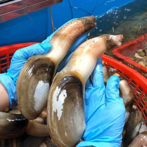 tu hai song size 5 8