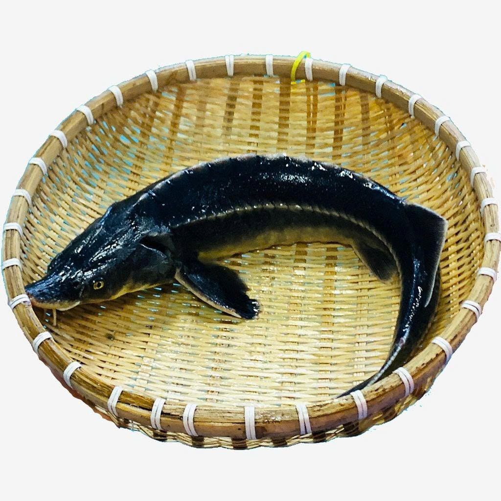 Cá Tầm Đông Lạnh