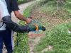 Ảnh thu nhỏ Máy Thổi Lá STIHL BR 700 Chính Hãng 8