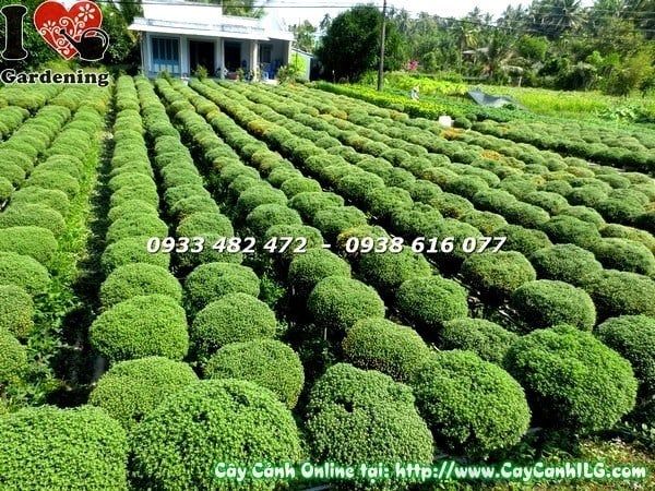 Cây Cúc Mâm Xôi – Ý Nghĩa, Cách Chăm Sóc & Mua Bán Sỉ Lẻ Giá Tốt Tại TP.HCM