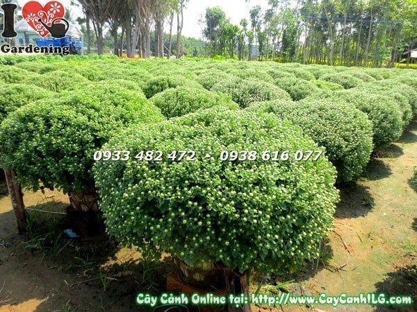 Cây Cúc Mâm Xôi – Ý Nghĩa, Cách Chăm Sóc & Mua Bán Sỉ Lẻ Giá Tốt Tại TP.HCM