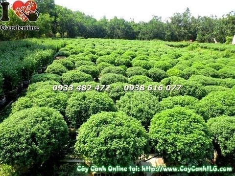 Cây Cúc Mâm Xôi – Ý Nghĩa, Cách Chăm Sóc & Mua Bán Sỉ Lẻ Giá Tốt Tại TP.HCM
