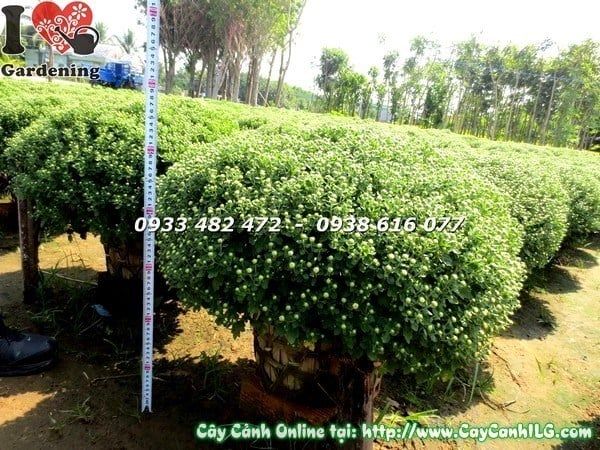 Cây Cúc Mâm Xôi – Ý Nghĩa, Cách Chăm Sóc & Mua Bán Sỉ Lẻ Giá Tốt Tại TP.HCM
