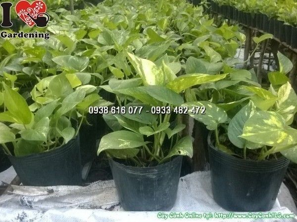 Cây Trầu Bà – Ý Nghĩa, Cách Chăm Sóc & Mua Bán Sỉ Lẻ Giá Tốt Tại TP.HCM