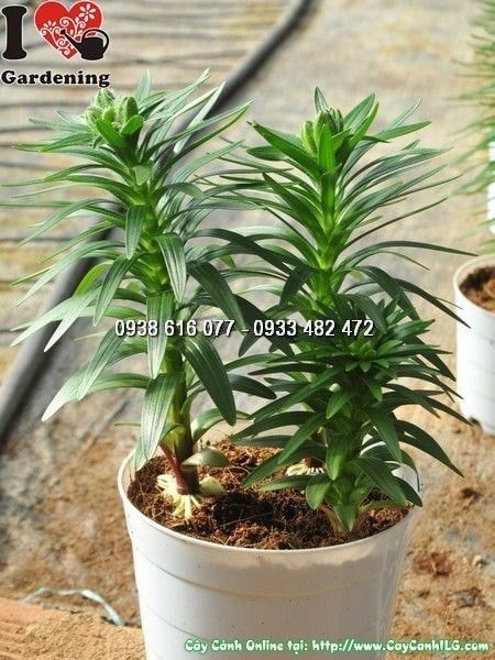Cây Hoa Ly Lùn – Ý Nghĩa, Cách Chăm Sóc & Mua Bán Sỉ Lẻ Giá Tốt Tại TP.HCM