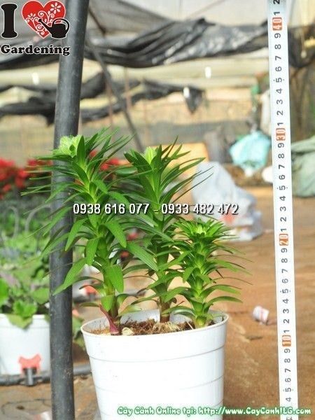 Cây Hoa Ly Lùn – Ý Nghĩa, Cách Chăm Sóc & Mua Bán Sỉ Lẻ Giá Tốt Tại TP.HCM
