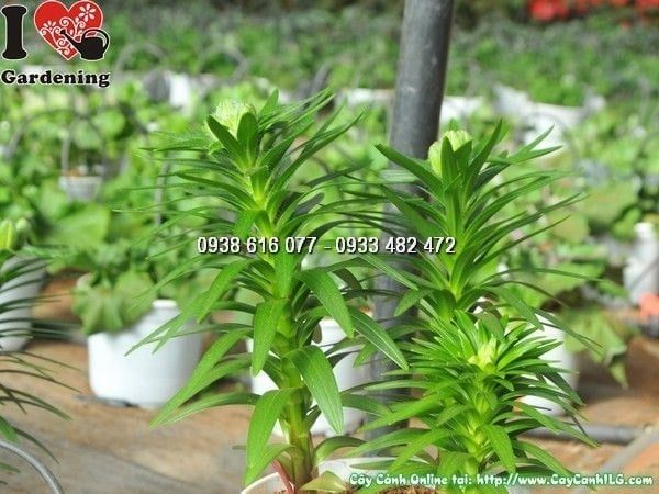 Cây Hoa Ly Lùn – Ý Nghĩa, Cách Chăm Sóc & Mua Bán Sỉ Lẻ Giá Tốt Tại TP.HCM
