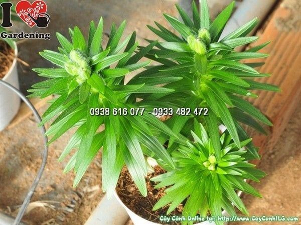 Cây Hoa Ly Lùn – Ý Nghĩa, Cách Chăm Sóc & Mua Bán Sỉ Lẻ Giá Tốt Tại TP.HCM