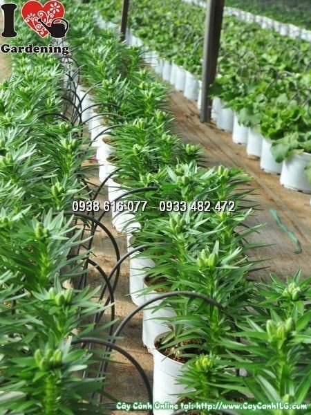 Cây Hoa Ly Lùn – Ý Nghĩa, Cách Chăm Sóc & Mua Bán Sỉ Lẻ Giá Tốt Tại TP.HCM