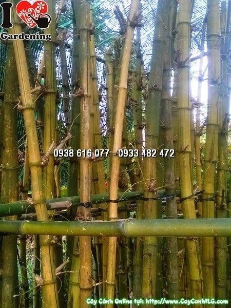 Cây Tre Vàng – Ý Nghĩa, Cách Chăm Sóc & Mua Bán Sỉ Lẻ Giá Tốt Tại TP.HCM