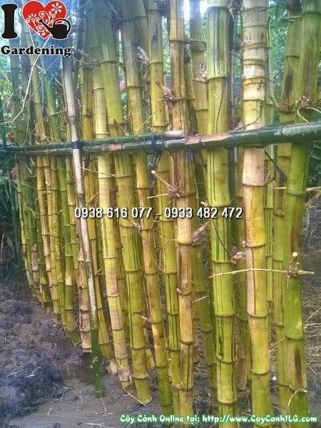 Cây Tre Vàng – Ý Nghĩa, Cách Chăm Sóc & Mua Bán Sỉ Lẻ Giá Tốt Tại TP.HCM