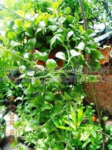 Cây Đô La – Ý Nghĩa, Cách Chăm Sóc & Mua Bán Sỉ Lẻ Giá Tốt Tại TP.HCM