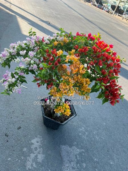 Cây Hoa Giấy Thái Lan – Ý Nghĩa, Cách Chăm Sóc & Mua Bán Sỉ Lẻ Giá Tốt Tại TP.HCM