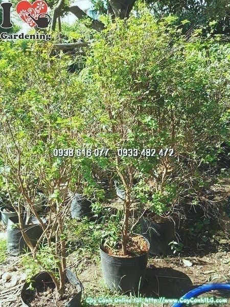 Cây Nho Thân Gỗ – Ý Nghĩa, Cách Chăm Sóc & Mua Bán Sỉ Lẻ Giá Tốt Tại TP.HCM