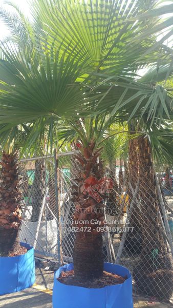 Cây Cọ Mỹ – Ý Nghĩa, Cách Chăm Sóc & Mua Bán Sỉ Lẻ Giá Tốt Tại TP.HCM