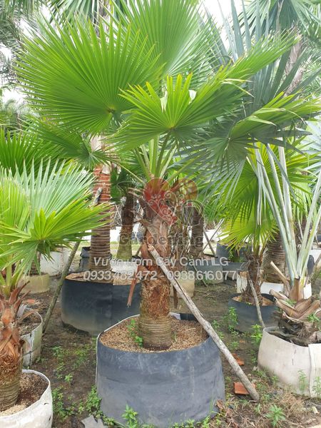 Cây Cọ Mỹ – Ý Nghĩa, Cách Chăm Sóc & Mua Bán Sỉ Lẻ Giá Tốt Tại TP.HCM