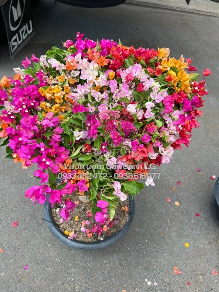 Cây Hoa Giấy Thái Lan – Ý Nghĩa, Cách Chăm Sóc & Mua Bán Sỉ Lẻ Giá Tốt Tại TP.HCM