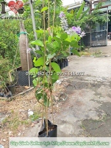 Cây Mai Xanh Thái – Ý Nghĩa, Cách Chăm Sóc & Mua Bán Sỉ Lẻ Giá Tốt Tại TP.HCM