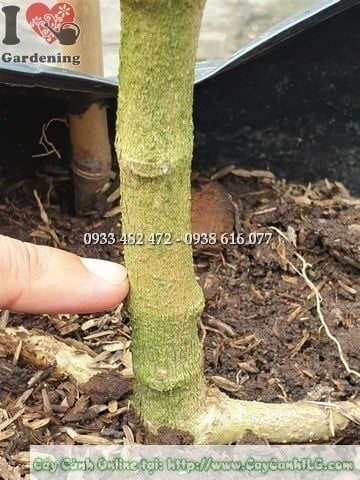 Cây Mai Xanh Thái – Ý Nghĩa, Cách Chăm Sóc & Mua Bán Sỉ Lẻ Giá Tốt Tại TP.HCM