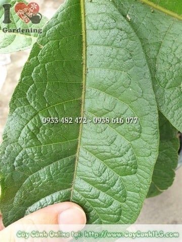 Cây Mai Xanh Thái – Ý Nghĩa, Cách Chăm Sóc & Mua Bán Sỉ Lẻ Giá Tốt Tại TP.HCM