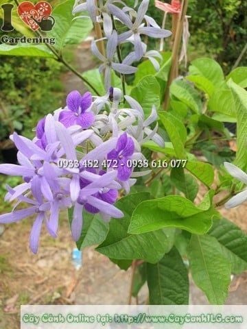 Cây Mai Xanh Thái – Ý Nghĩa, Cách Chăm Sóc & Mua Bán Sỉ Lẻ Giá Tốt Tại TP.HCM